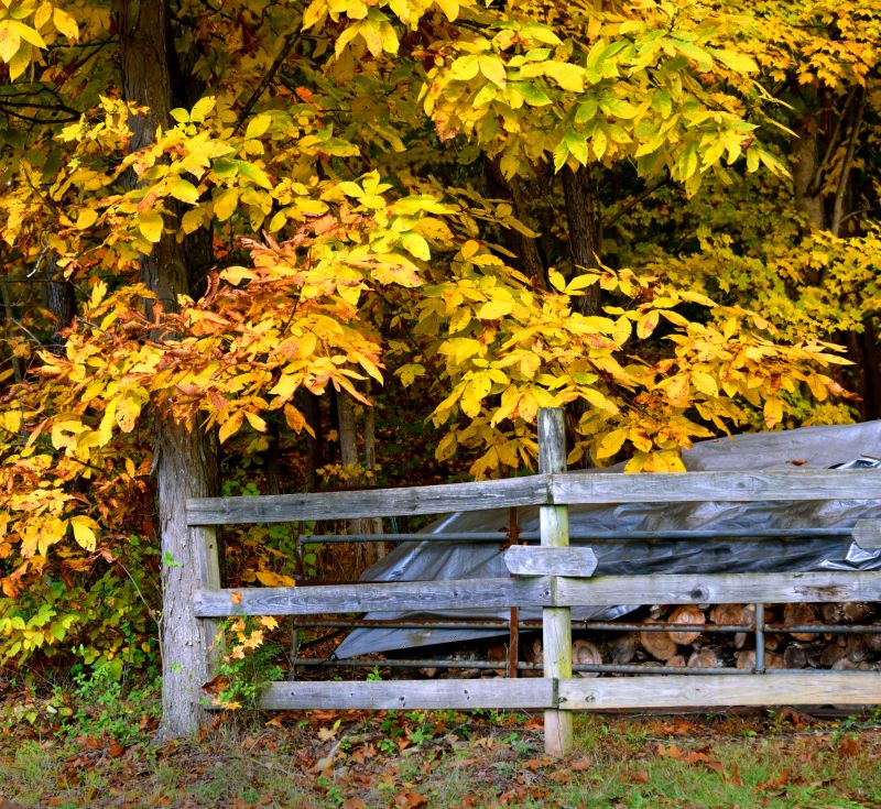 Hickory Tree Trimming