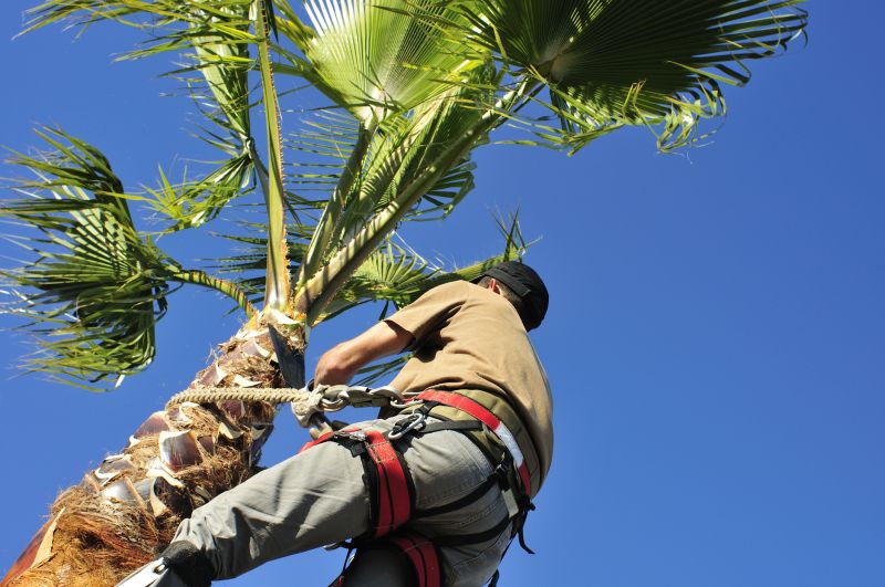 Queen Palm Tree Trimming